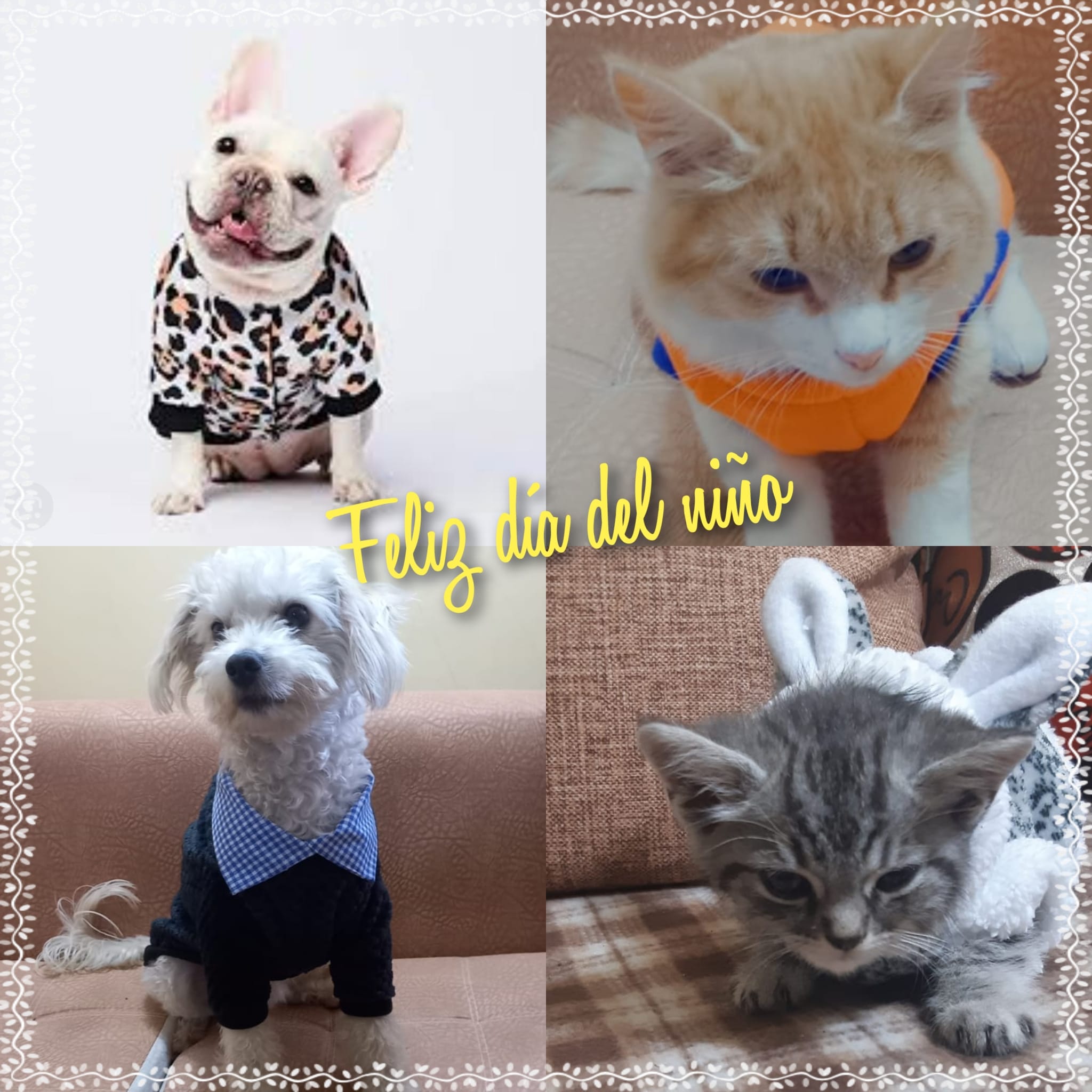 portfolio woocommerce